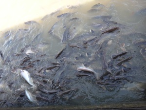 The river was absolutely teeming wiith massive catfish-seriously, this was just a photo from the jetty!