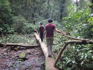 Great example of jungle bridging!
