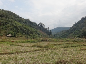 One of the rice farms we hiked through