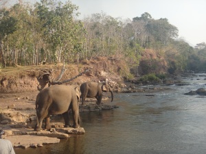 Elephant bath time at Tad Lo