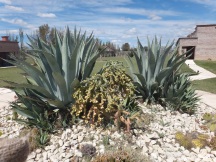 The agave and cactus garden