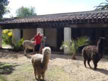 Two alpacas, a front garden beach and Rob & Charlie!